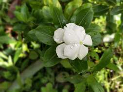 Image of Madagascar periwinkle