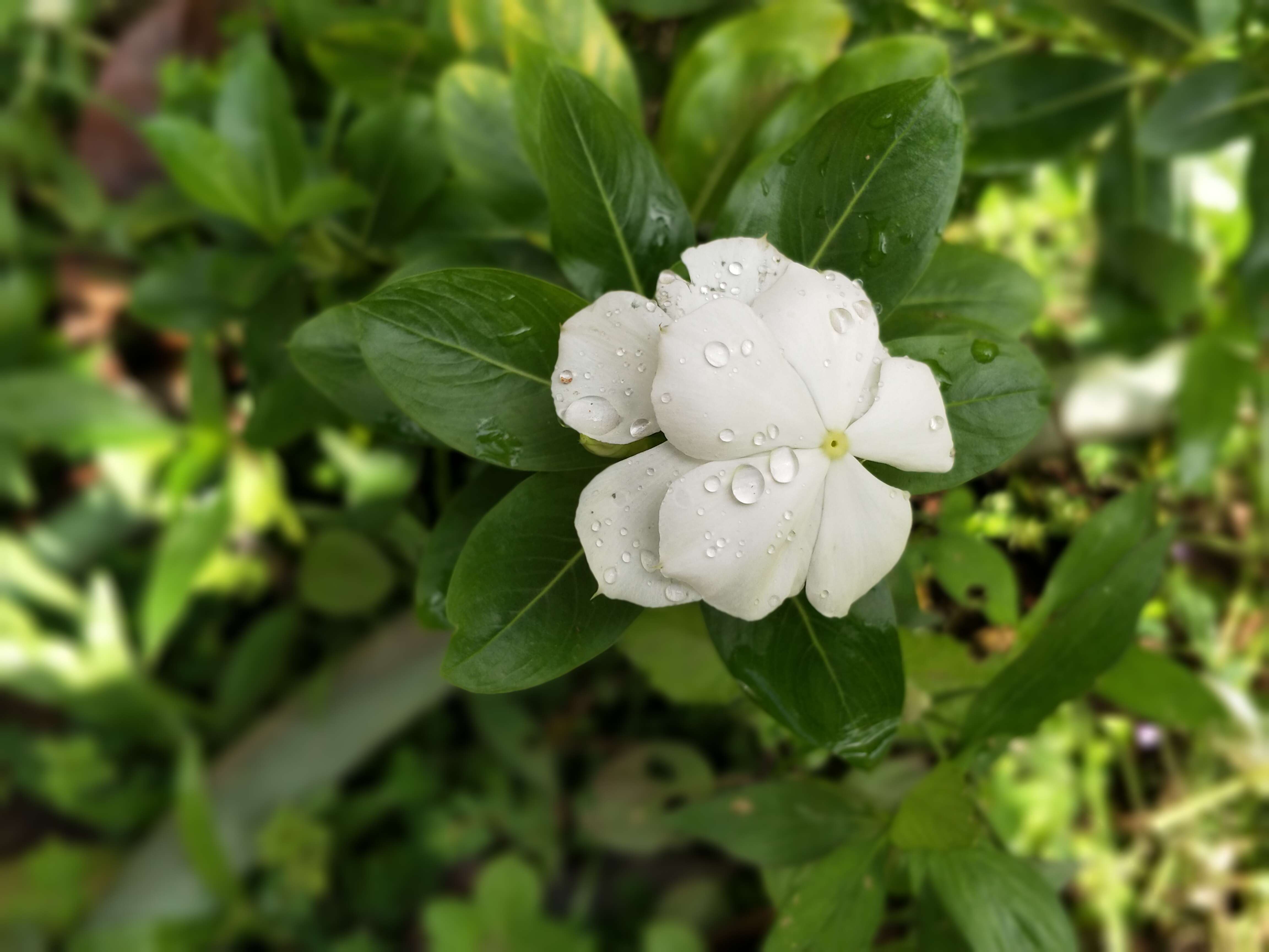 Image of Madagascar periwinkle