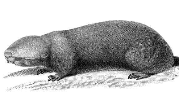 Image of Podolian Mole Rat