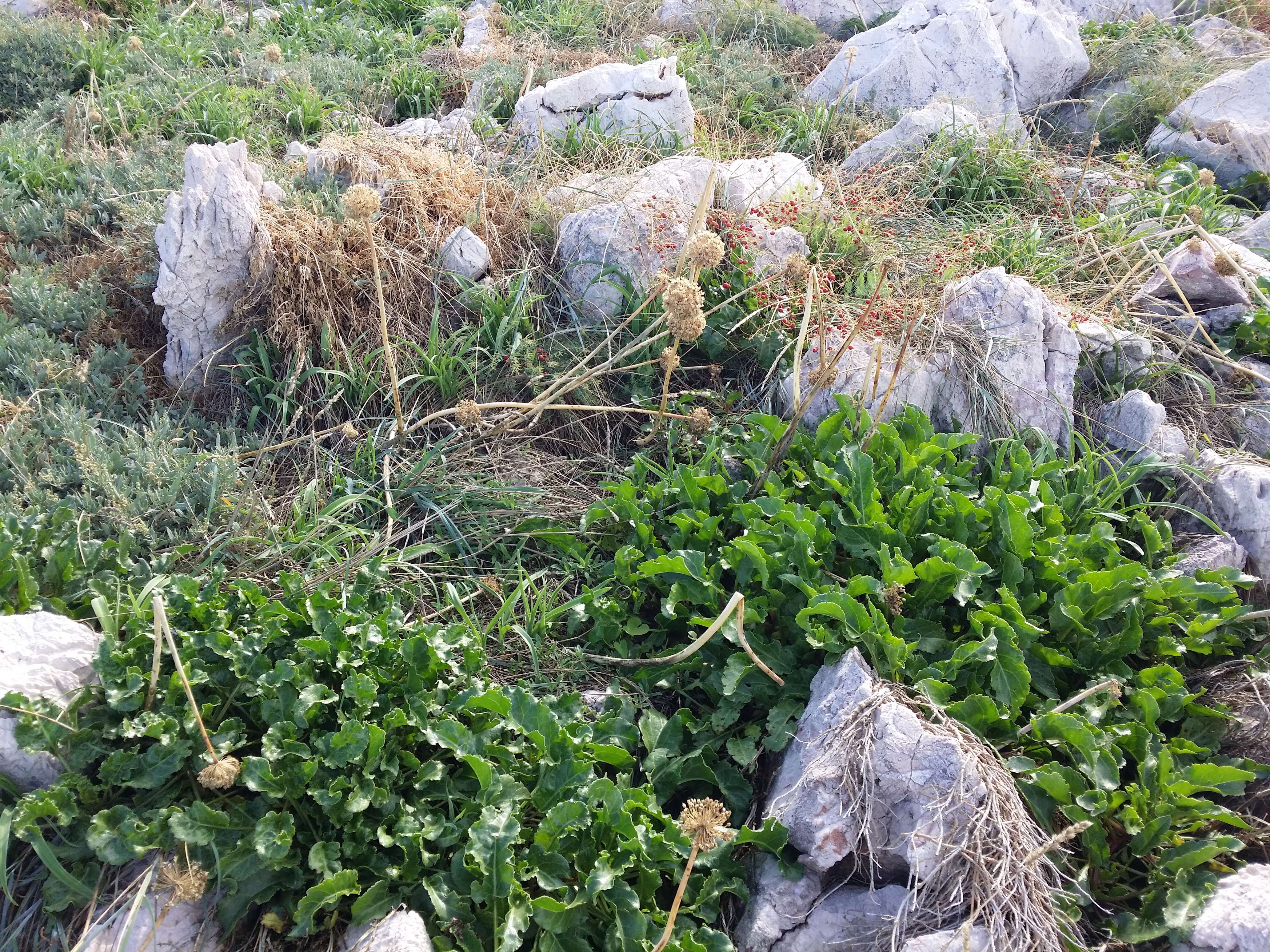 Image of sea beet