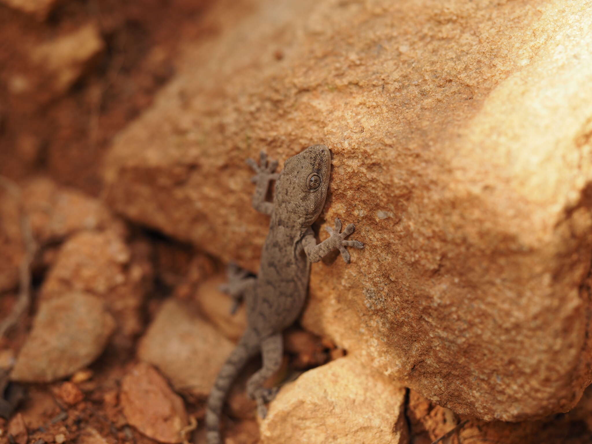 Image of Peking Gecko