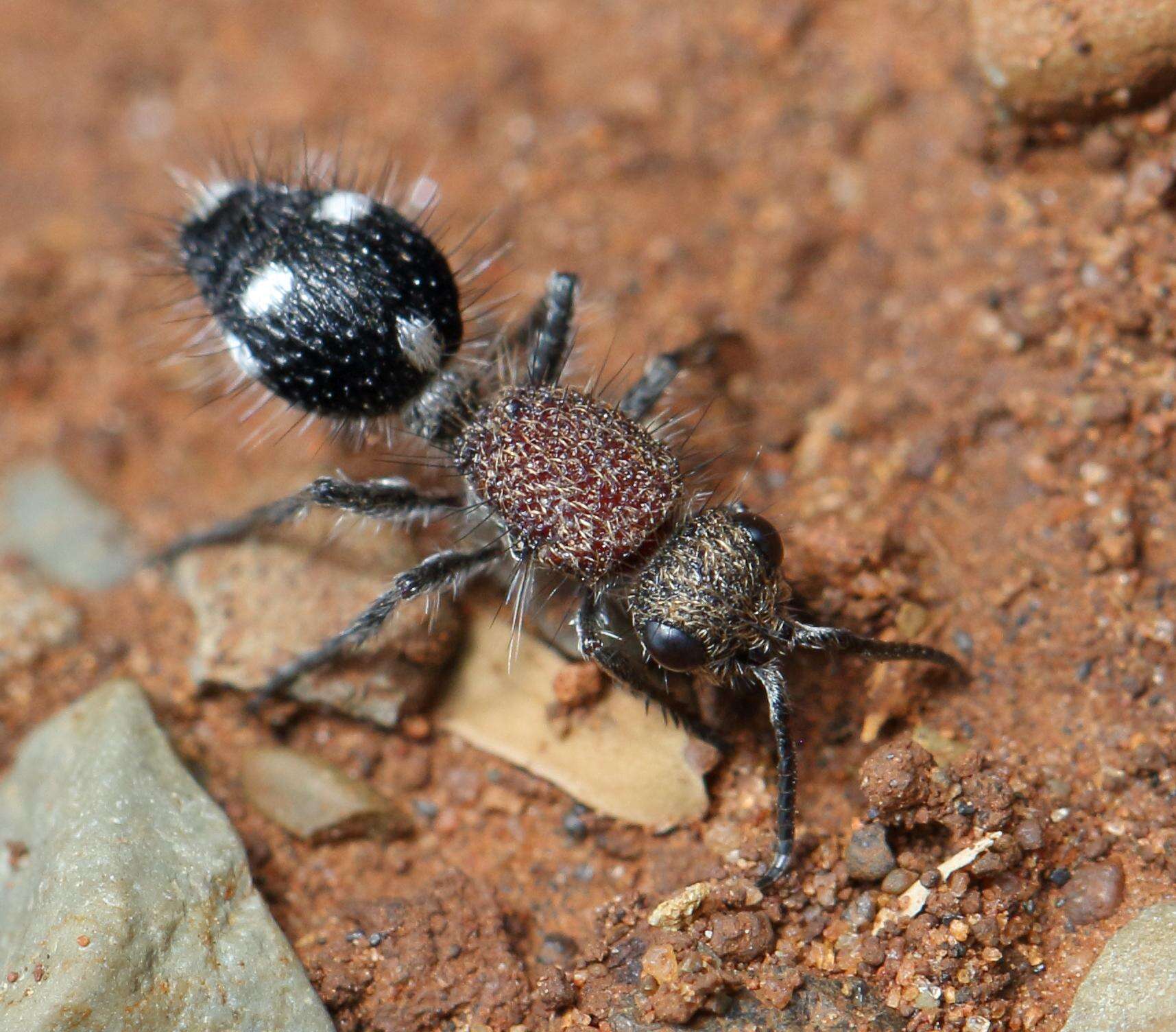 Image of velvet ants