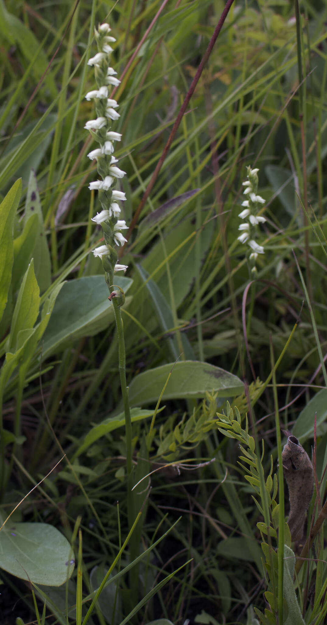 Spiranthes casei Catling & Cruise resmi