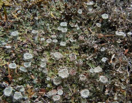 Image of Cladonia pocillum