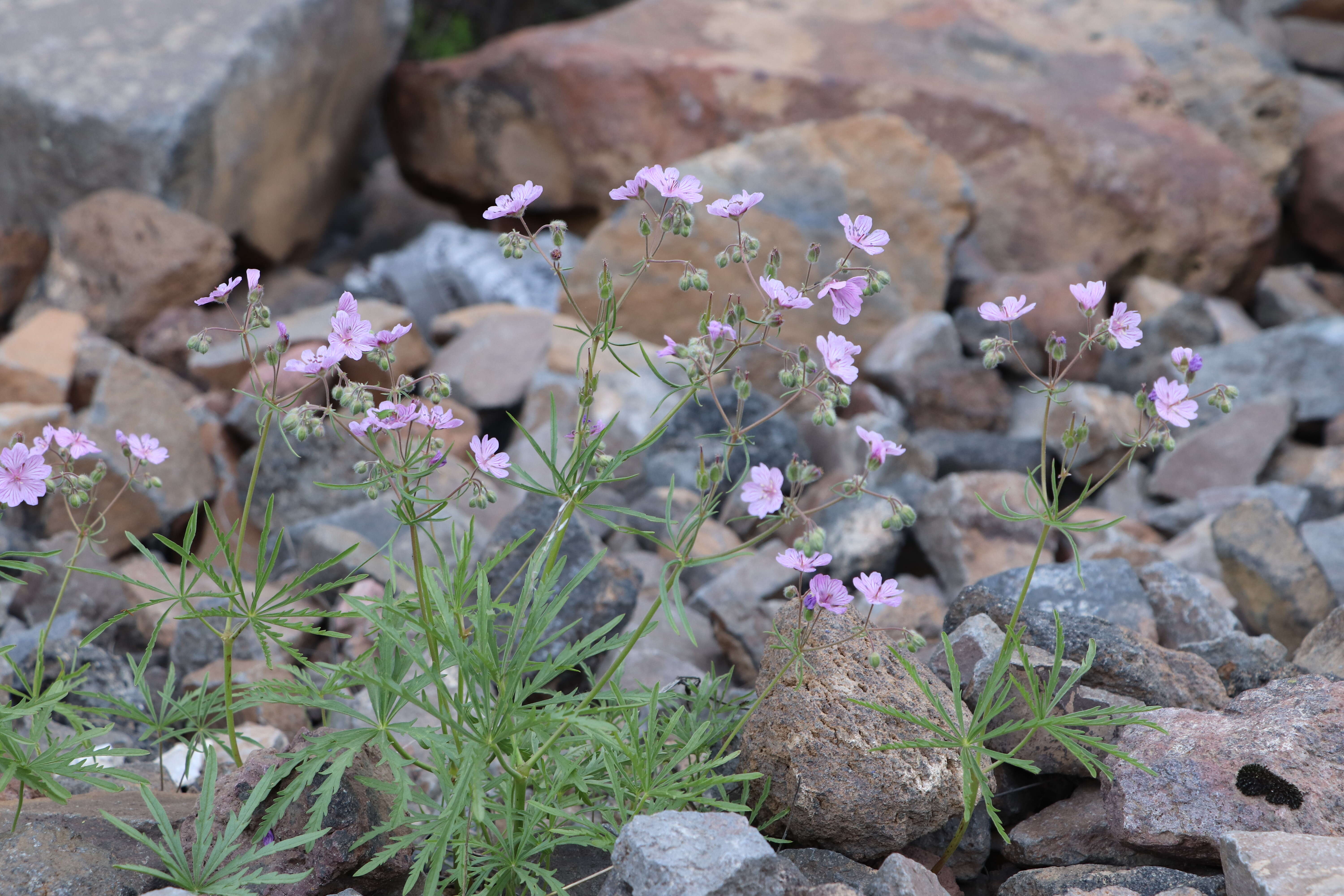 Image of Tuberous Cranesbill