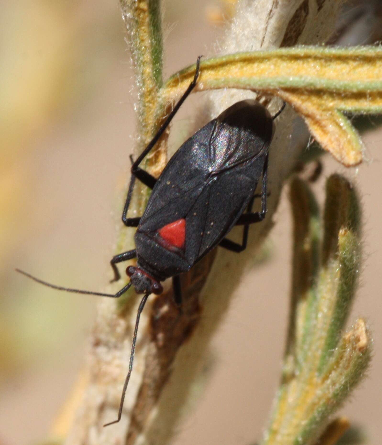 Prepops rubroscutellatus (Knight 1929)的圖片