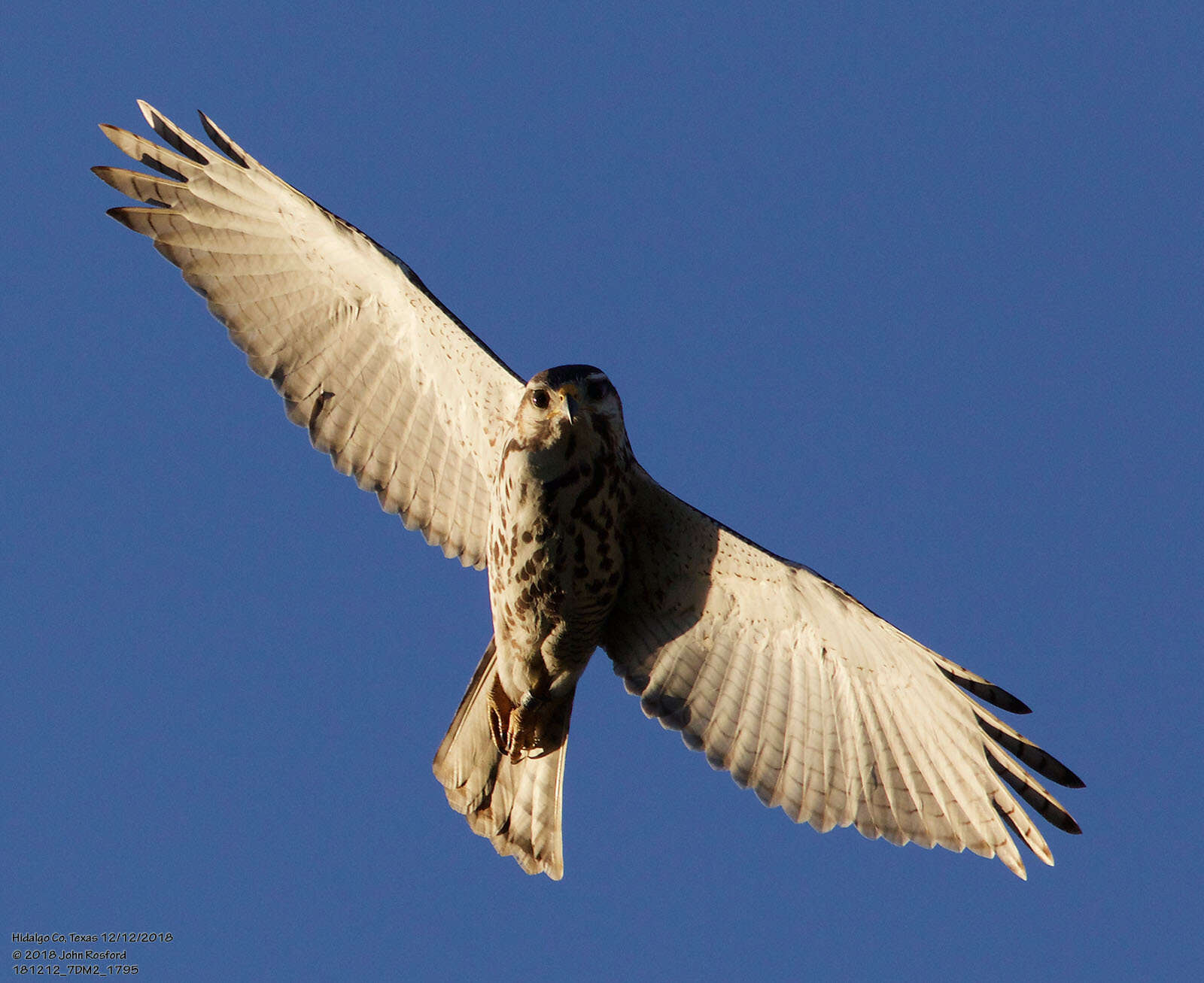 Image of Gray Hawk