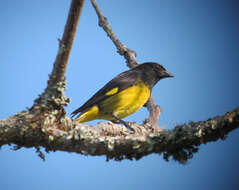 Image of Yellow-bellied Siskin