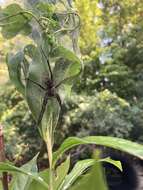 Plancia ëd Dolomedes scriptus Hentz 1845