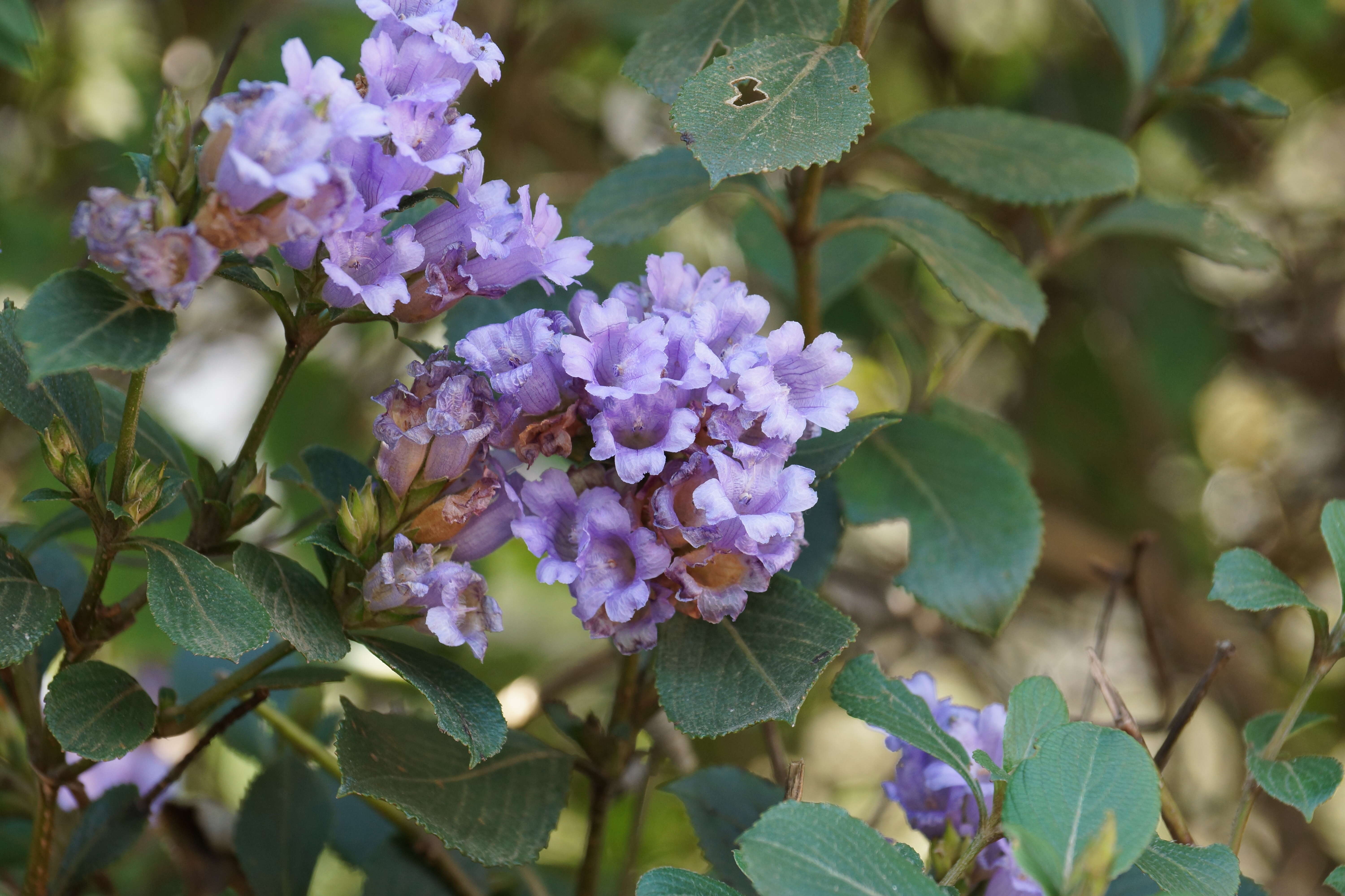 Image of Strobilanthes kunthiana