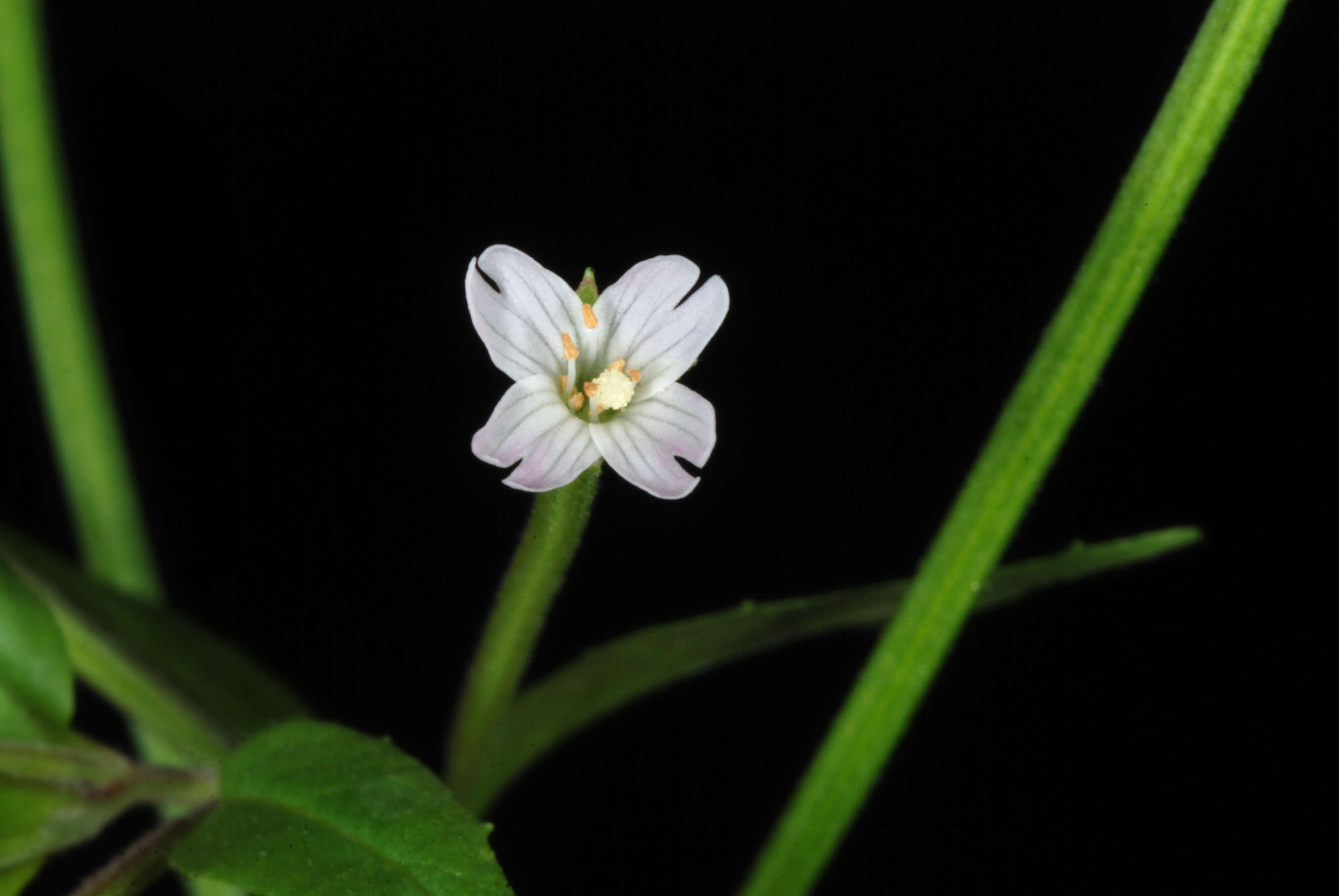 Image of american willowherb