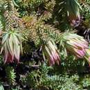 Image of Darwinia oederoides (Turcz.) Benth.