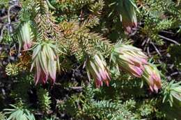 Image of Darwinia oederoides (Turcz.) Benth.