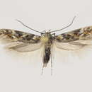 Image of Gnorimoschema streliciella Herrich-Schäffer 1855