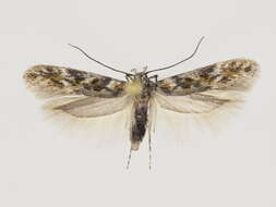 Image of Gnorimoschema streliciella Herrich-Schäffer 1855