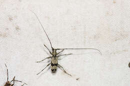 Image of Eoporis (Eoporimimus) bifasciana Schwarzer 1925