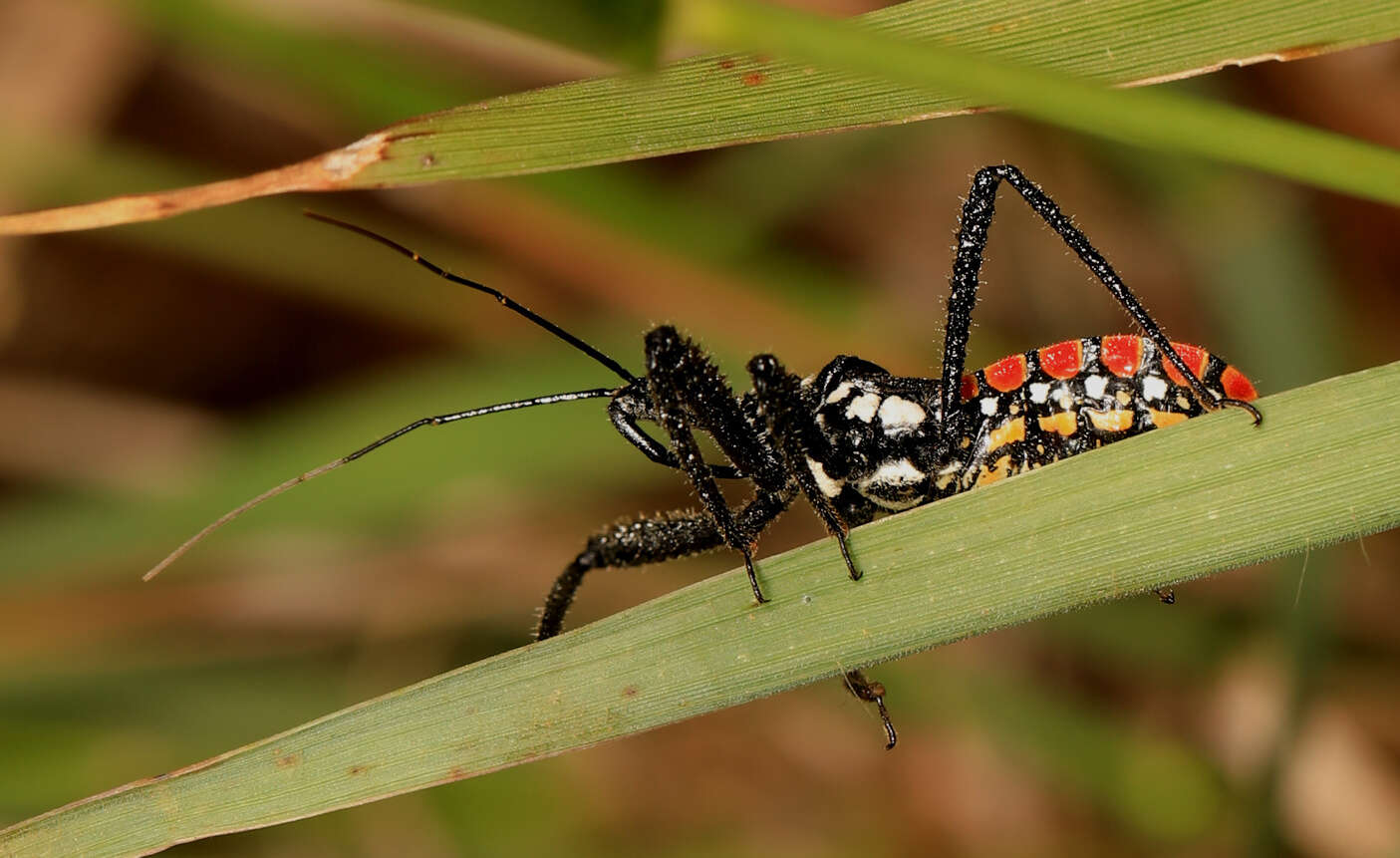 Plancia ëd Rhynocoris albopunctatus (Stål 1855)