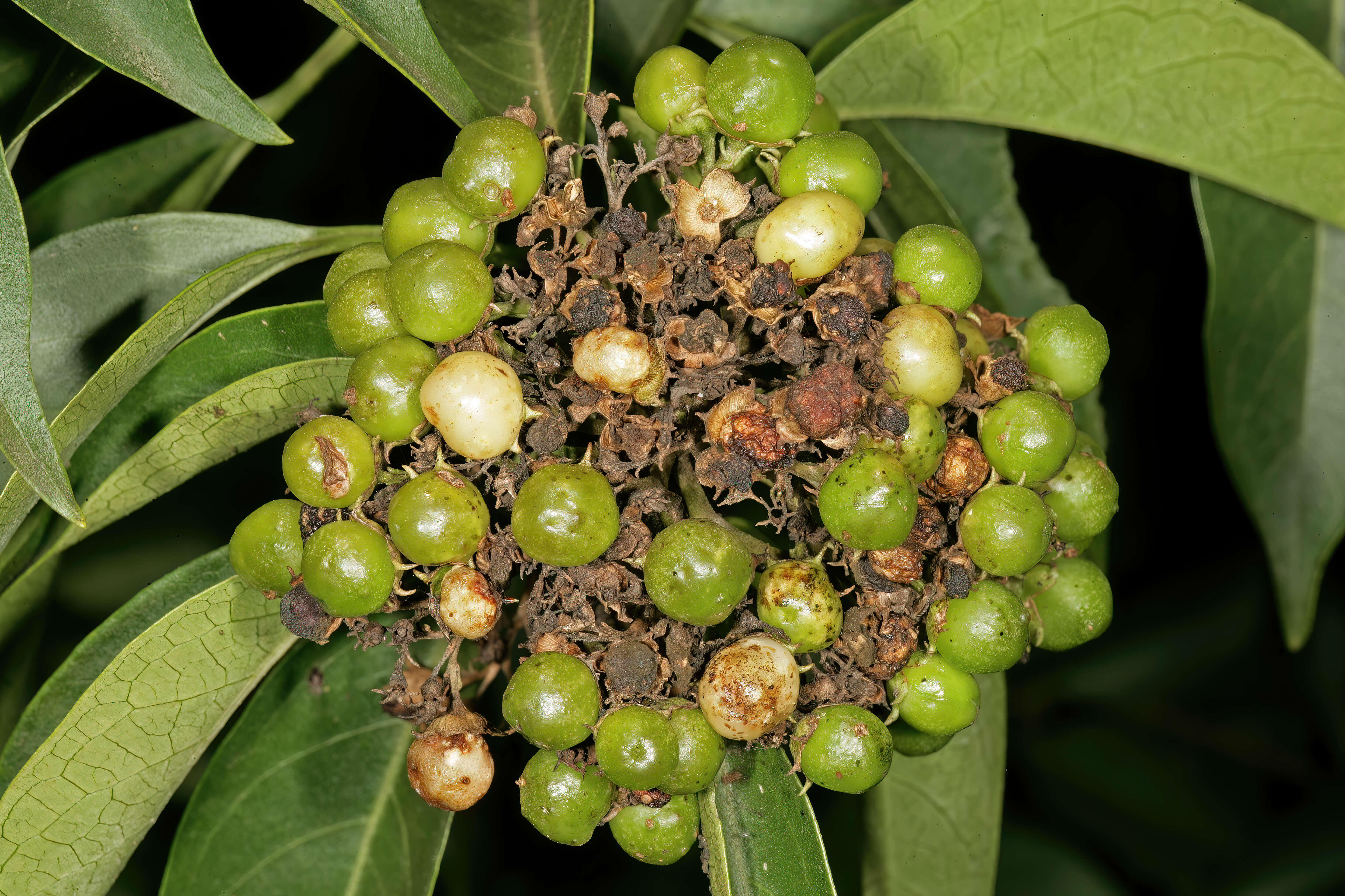 Imagem de Volkameria glabra (E. Mey.) Mabb. & Y. W. Yuan