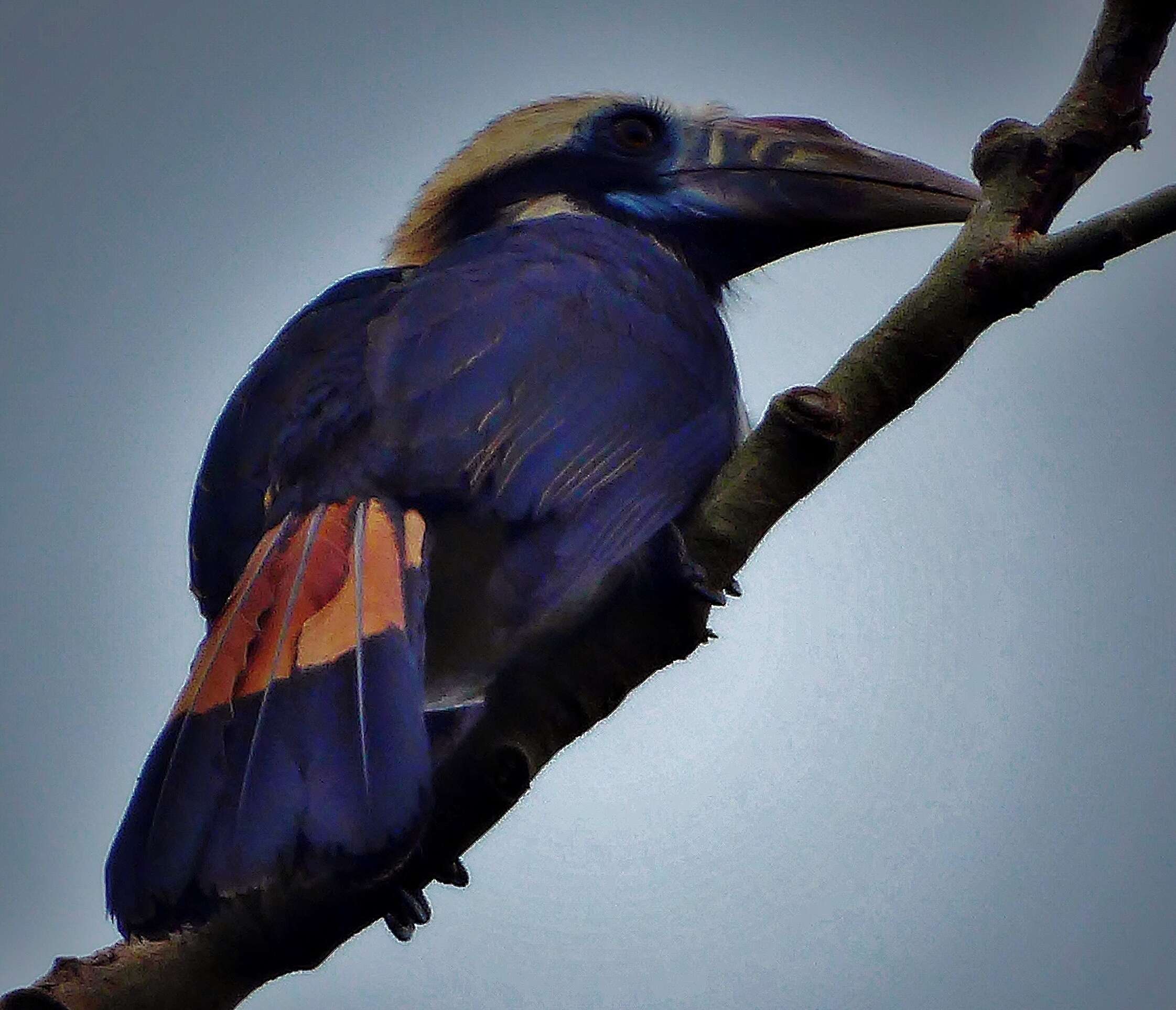 Image of Mindoro Hornbill