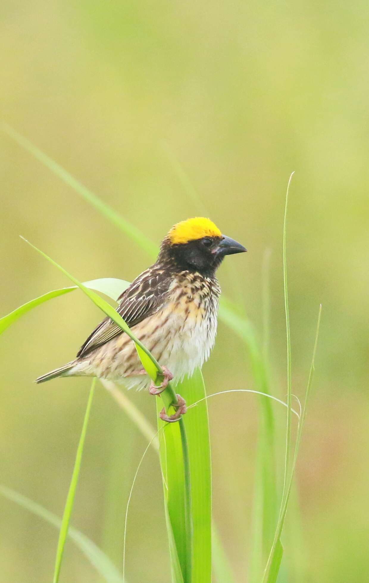 Image of Streaked Weaver