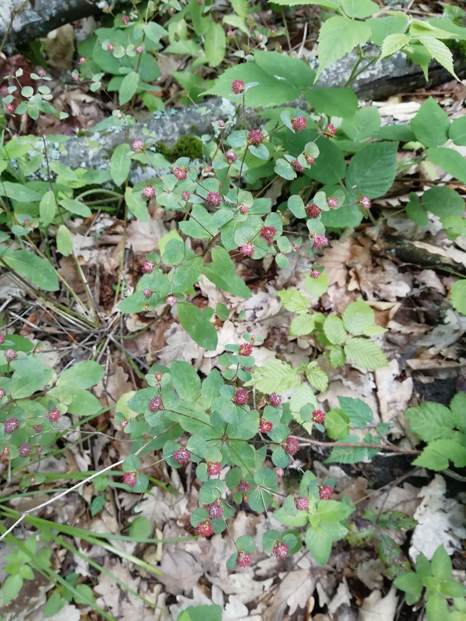 Image of Euphorbia squamosa Willd.