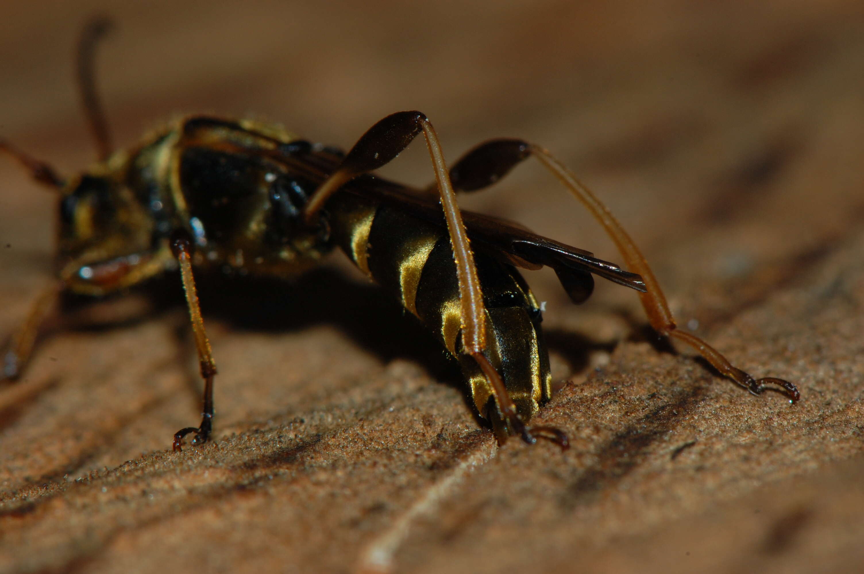 Plancia ëd Necydalis cavipennis Le Conte 1873