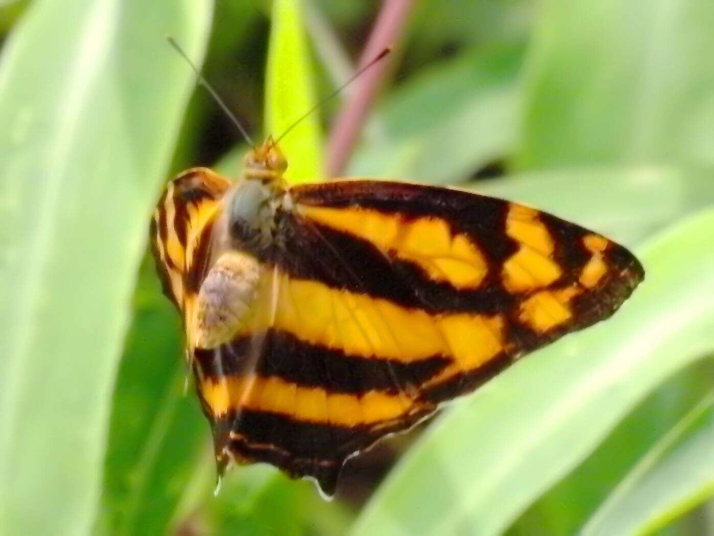 Image of Symbrenthia lilaea