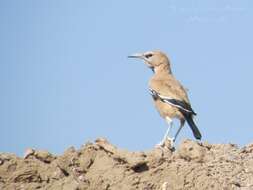 Image of Iranian Ground-Jay