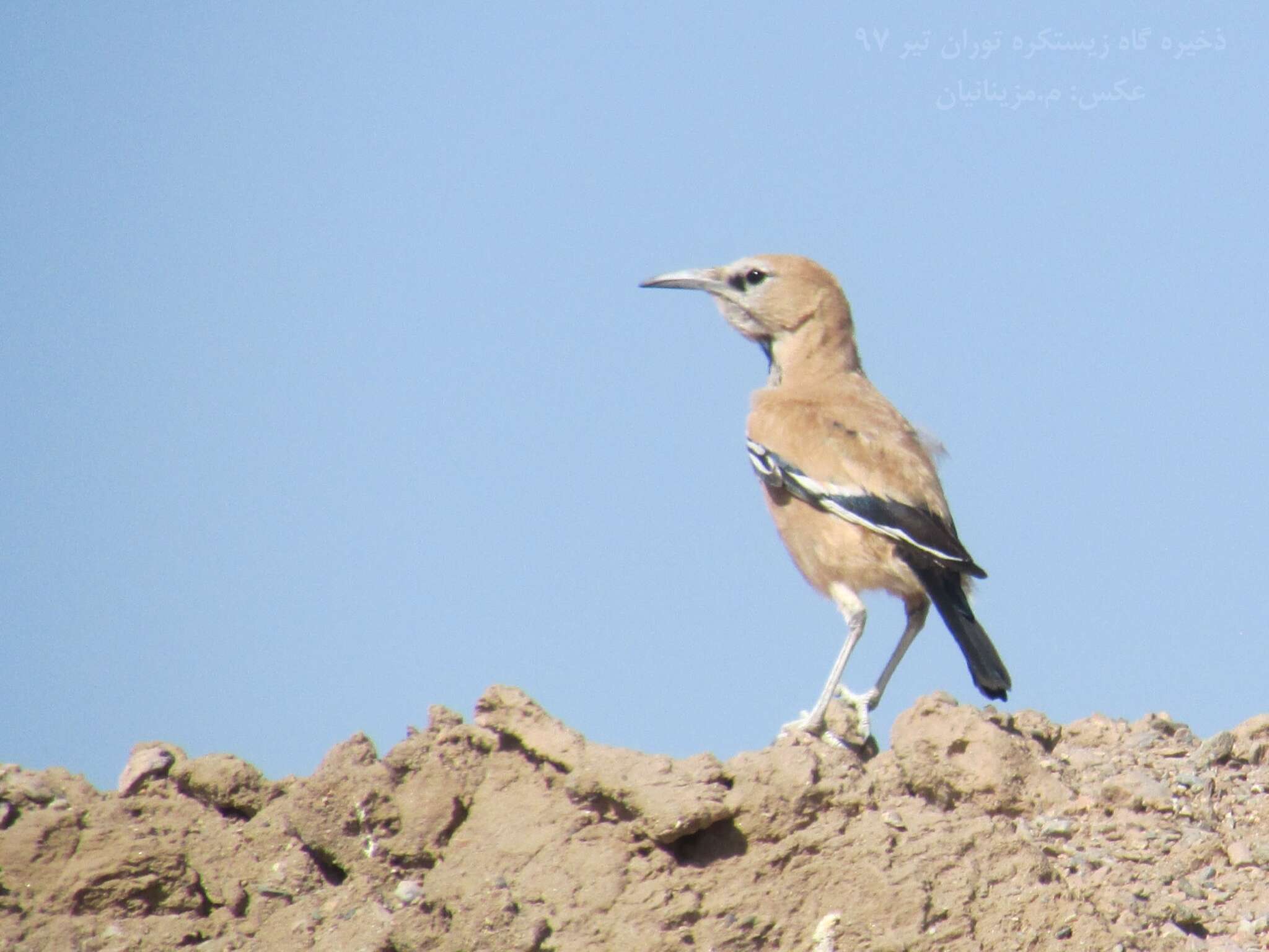 Image of Iranian Ground-Jay