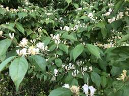 Image of Amur honeysuckle