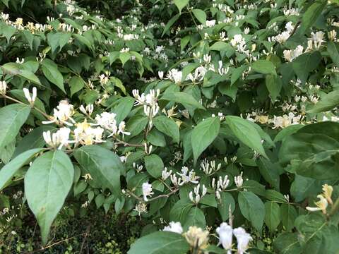 Imagem de Lonicera maackii (Rupr.) Maxim.