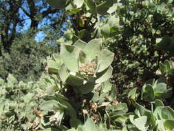 Слика од Arctostaphylos auriculata Eastw.