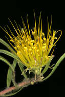 Imagem de Leucospermum gracile (Salisb. ex Knight) Rourke