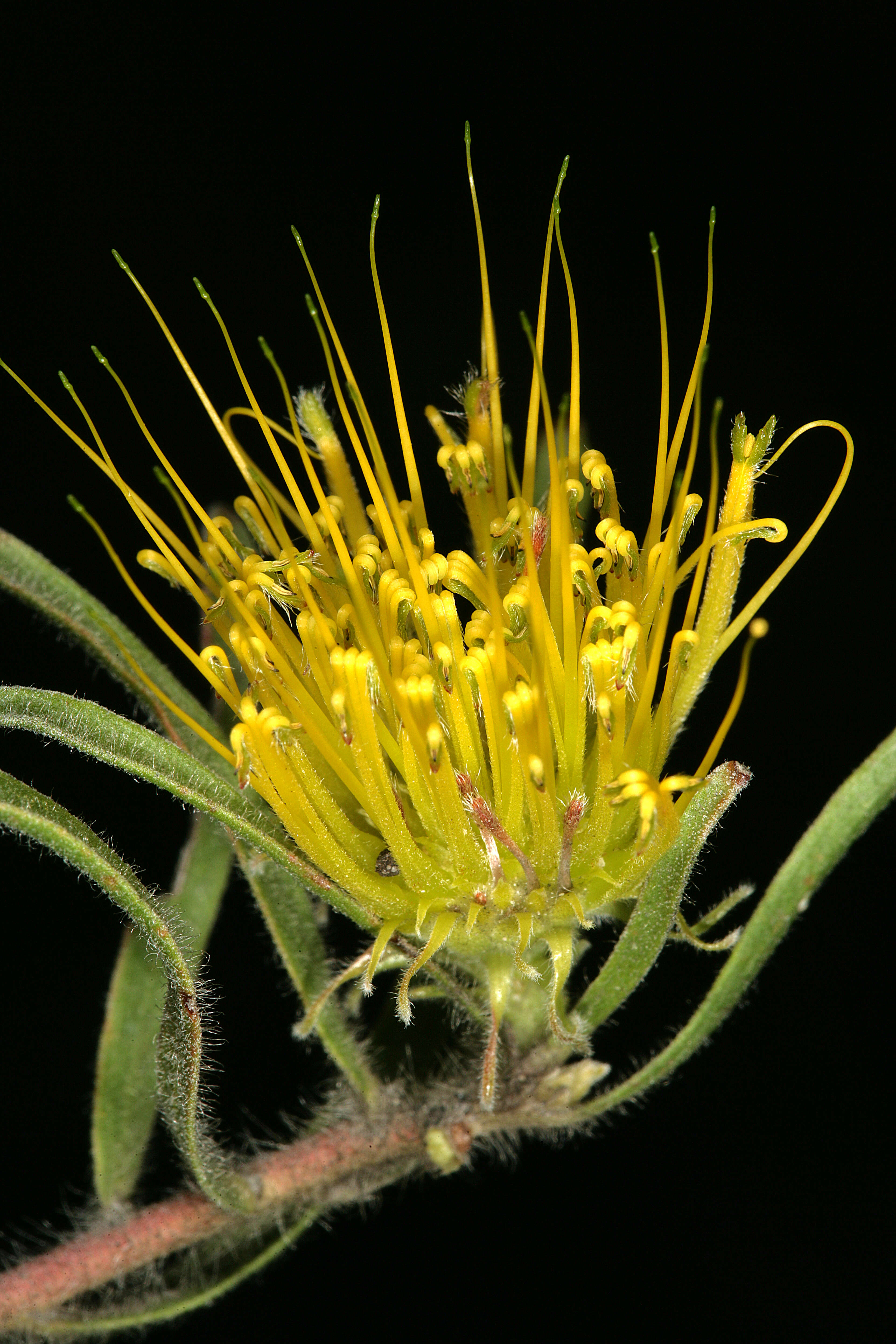 Imagem de Leucospermum gracile (Salisb. ex Knight) Rourke