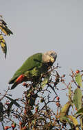 Image of Speckle-faced Parrot