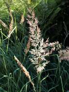 Sivun Calamagrostis pseudophragmites (Haller fil.) Koeler kuva