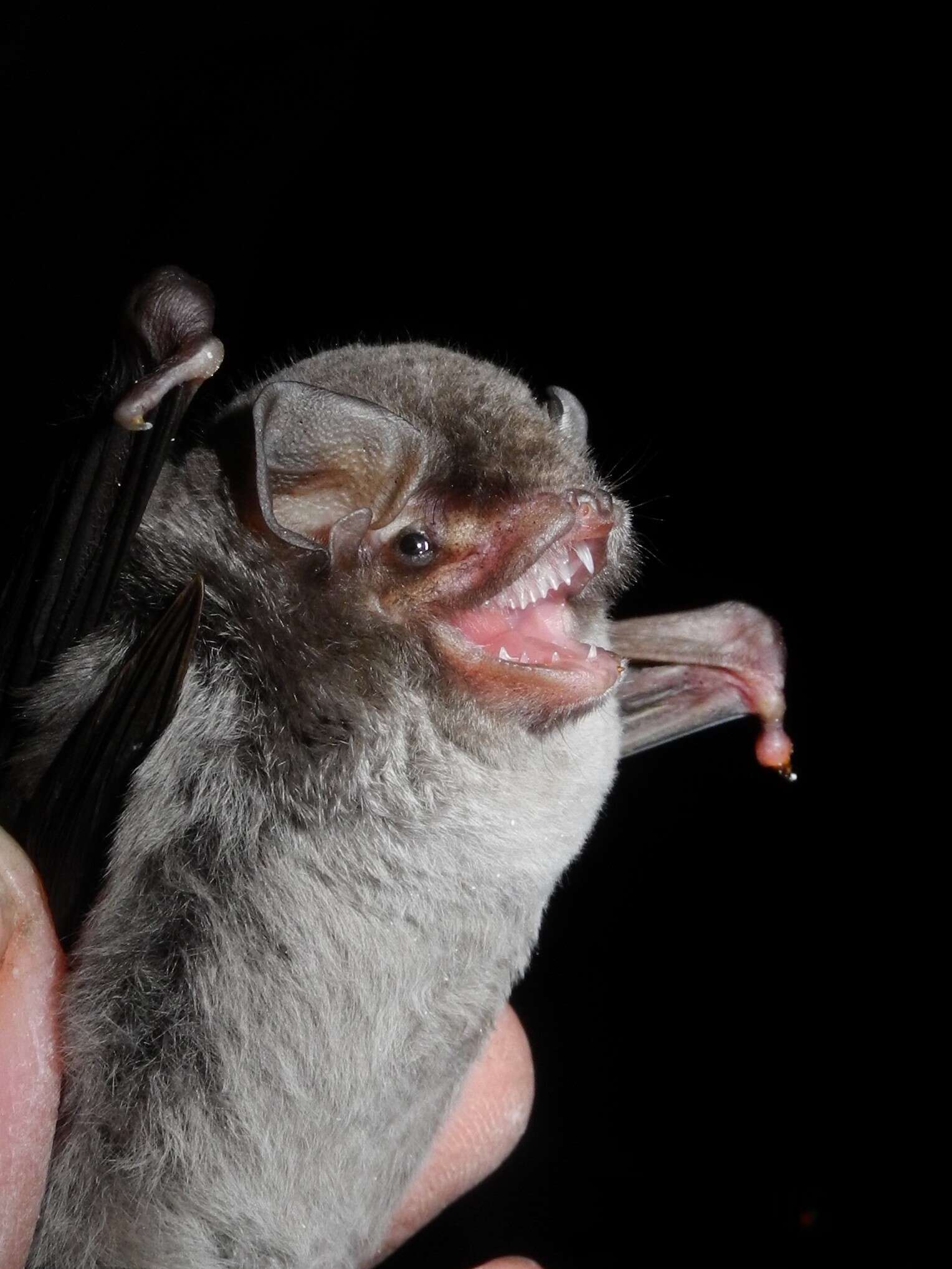 Image of Common Bentwing Bat