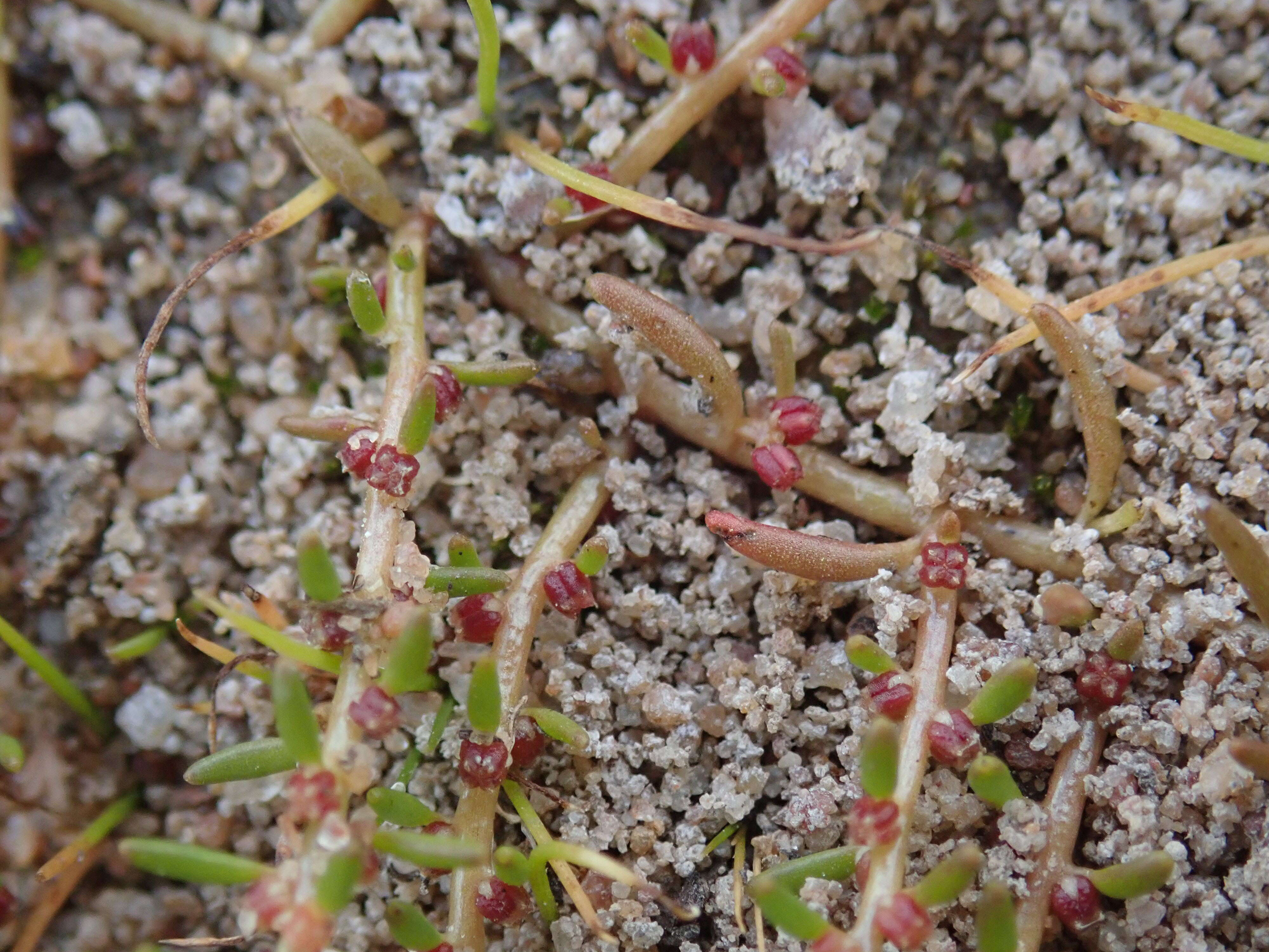 صورة Myriophyllum implicatum A. E. Orchard