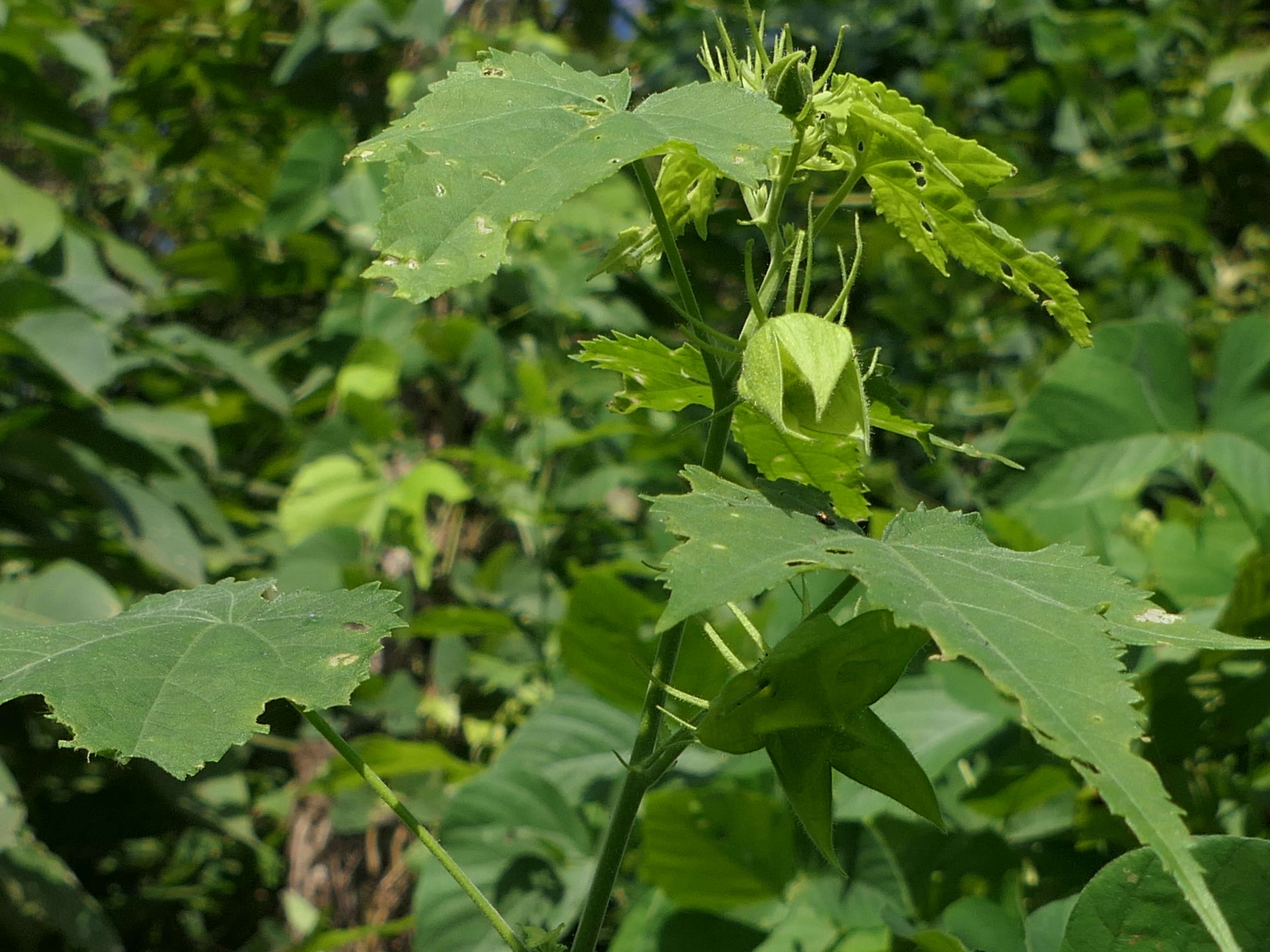 Hibiscus vitifolius L.的圖片