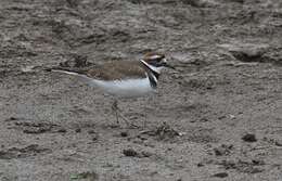 Image of Killdeer