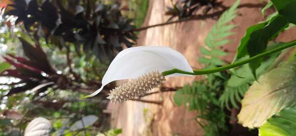 Image de Spathiphyllum floribundum (Linden & André) N. E. Br.