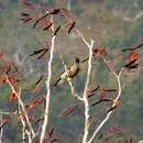Image of New Guinea friarbird