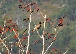 Image of New Guinea friarbird