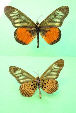 Image de Acraea pelopeia Staudinger 1896