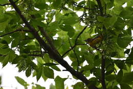 Image of Baltimore Oriole