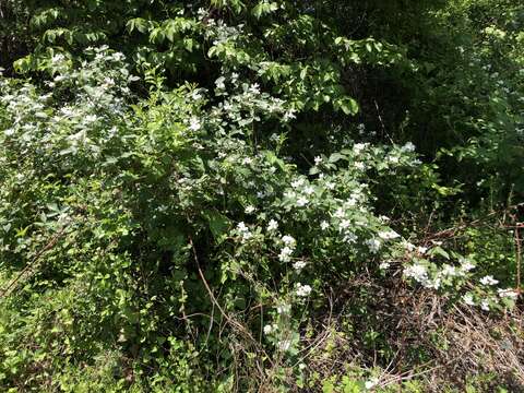 Imagem de Rubus allegheniensis Porter