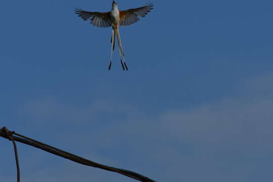 Image of Scissor-tailed Flycatcher