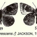 Слика од Hypophytala nigrescens