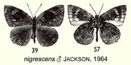 Слика од Hypophytala nigrescens