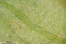 Image of goldenleaf campylium moss